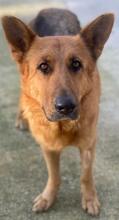 NOELIA, Hund, Mischlingshund in Griechenland - Bild 8