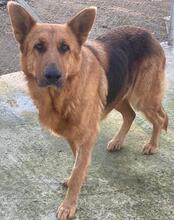 NOELIA, Hund, Mischlingshund in Griechenland - Bild 9