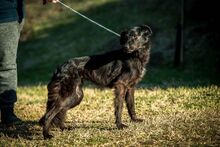 LORD, Hund, Mischlingshund in Ungarn - Bild 2