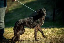 LORD, Hund, Mischlingshund in Ungarn - Bild 3