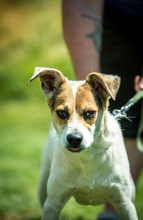 BACARDI, Hund, Mischlingshund in Ungarn - Bild 1