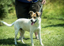 BACARDI, Hund, Mischlingshund in Ungarn - Bild 2