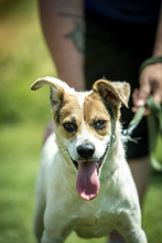 BACARDI, Hund, Mischlingshund in Ungarn - Bild 4