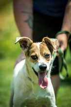 BACARDI, Hund, Mischlingshund in Ungarn - Bild 5