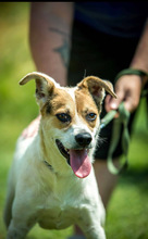 BACARDI, Hund, Mischlingshund in Ungarn - Bild 7