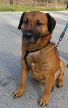 CRACKER, Hund, Mischlingshund in Kroatien - Bild 3