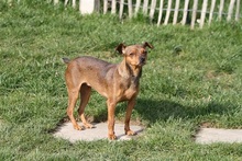 ROXY, Hund, Mischlingshund in Kreuzau - Bild 5