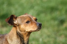 ROXY, Hund, Mischlingshund in Kreuzau - Bild 6