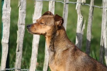 ROXY, Hund, Mischlingshund in Kreuzau - Bild 7