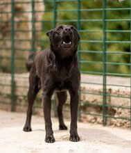 ZORA, Hund, Mischlingshund in Kroatien - Bild 10