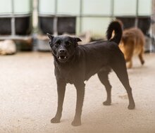 ZORA, Hund, Mischlingshund in Kroatien - Bild 11