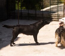 ZORA, Hund, Mischlingshund in Kroatien - Bild 12