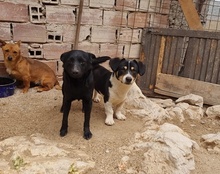 ZORA, Hund, Mischlingshund in Kroatien - Bild 13