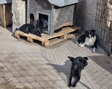 ZORA, Hund, Mischlingshund in Kroatien - Bild 14