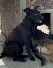 ZORA, Hund, Mischlingshund in Kroatien - Bild 18