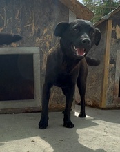 ZORA, Hund, Mischlingshund in Kroatien - Bild 19