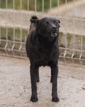 ZORA, Hund, Mischlingshund in Kroatien - Bild 2