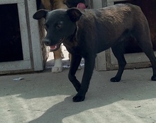 ZORA, Hund, Mischlingshund in Kroatien - Bild 20
