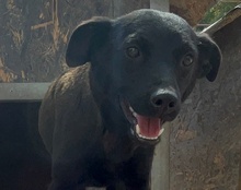 ZORA, Hund, Mischlingshund in Kroatien - Bild 21