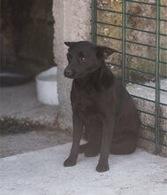 ZORA, Hund, Mischlingshund in Kroatien - Bild 23