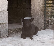 ZORA, Hund, Mischlingshund in Kroatien - Bild 24
