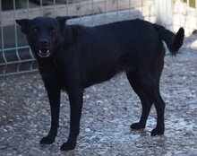 ZORA, Hund, Mischlingshund in Kroatien - Bild 26