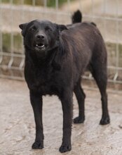 ZORA, Hund, Mischlingshund in Kroatien - Bild 3