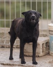 ZORA, Hund, Mischlingshund in Kroatien - Bild 4