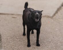 ZORA, Hund, Mischlingshund in Kroatien - Bild 5