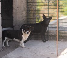 ZORA, Hund, Mischlingshund in Kroatien - Bild 6