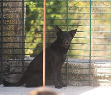 ZORA, Hund, Mischlingshund in Kroatien - Bild 7