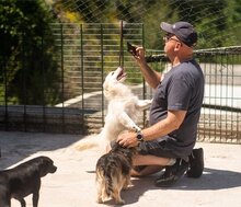 ZORA, Hund, Mischlingshund in Kroatien - Bild 8