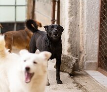 ZORA, Hund, Mischlingshund in Kroatien - Bild 9