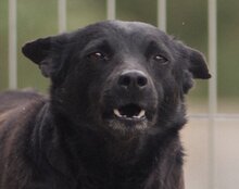 ZORA, Hund, Mischlingshund in Wendelstein