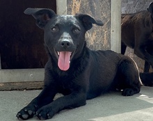 ZORA, Hund, Mischlingshund in Töging - Bild 1