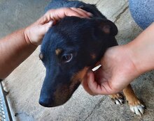 RIO, Hund, Mischlingshund in Kroatien - Bild 10