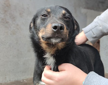 RIO, Hund, Mischlingshund in Kroatien - Bild 17