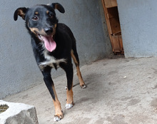 RIO, Hund, Mischlingshund in Kroatien - Bild 18