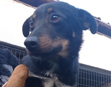 RIO, Hund, Mischlingshund in Kroatien - Bild 19