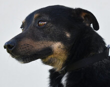 RIO, Hund, Mischlingshund in Kroatien - Bild 3