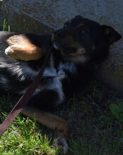 RIO, Hund, Mischlingshund in Kroatien - Bild 5