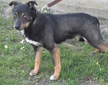 RIO, Hund, Mischlingshund in Kroatien - Bild 6