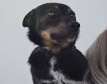 RIO, Hund, Mischlingshund in Kroatien - Bild 7
