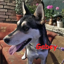 GABEY, Hund, Siberian Husky in Bulgarien - Bild 1