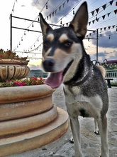 GABEY, Hund, Siberian Husky in Bulgarien - Bild 2