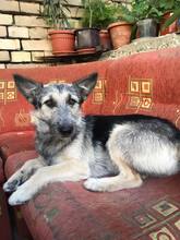 THELMA, Hund, Mischlingshund in Bulgarien - Bild 3