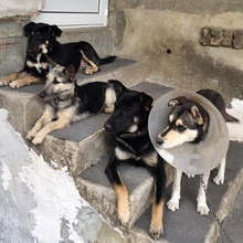 THELMA, Hund, Mischlingshund in Bulgarien - Bild 4