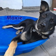 MAXIE, Hund, Mischlingshund in Bulgarien - Bild 2