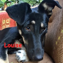 LOUISE, Hund, Mischlingshund in Bulgarien - Bild 1