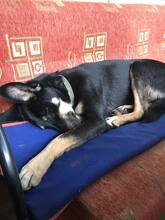 LOUISE, Hund, Mischlingshund in Bulgarien - Bild 4